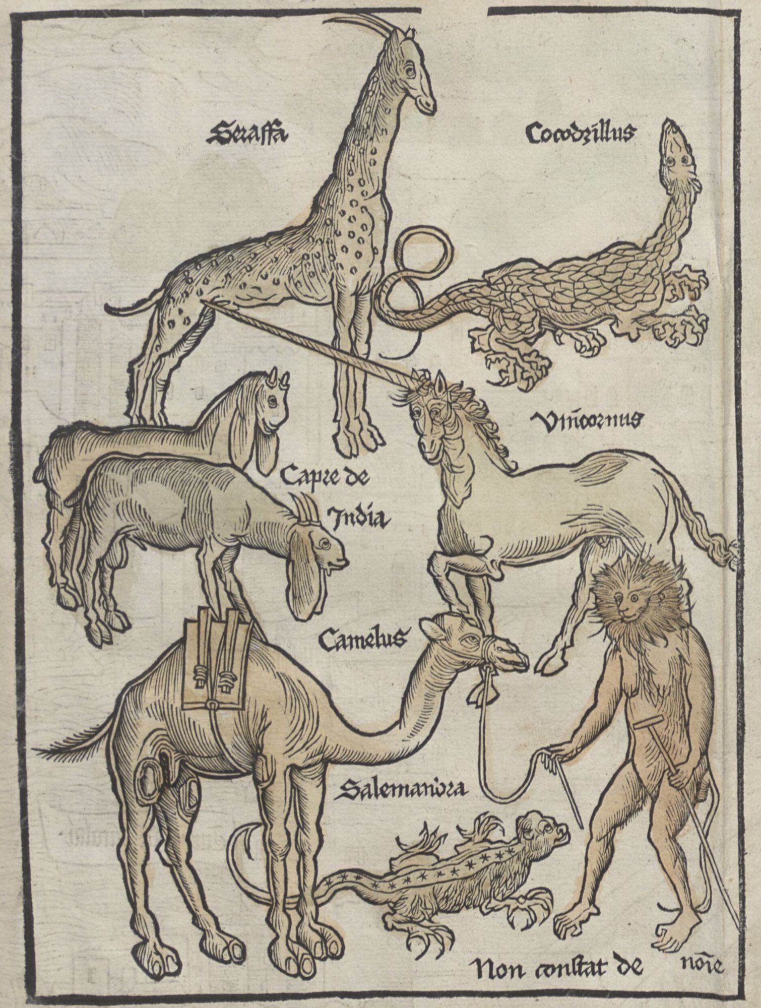 Gravure représentant les animaux de la Terre sainte